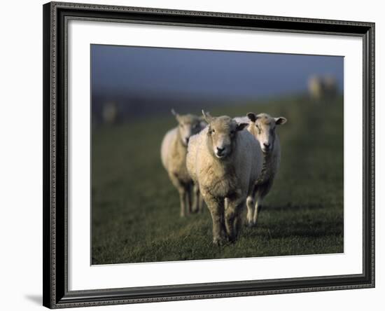 Domestic Sheep, Westerhever, Schleswig-Holstein, Germany-Thorsten Milse-Framed Photographic Print