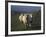 Domestic Sheep, Westerhever, Schleswig-Holstein, Germany-Thorsten Milse-Framed Photographic Print