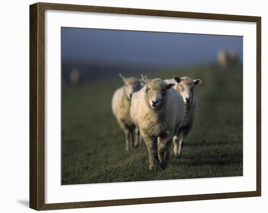 Domestic Sheep, Westerhever, Schleswig-Holstein, Germany-Thorsten Milse-Framed Photographic Print