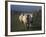 Domestic Sheep, Westerhever, Schleswig-Holstein, Germany-Thorsten Milse-Framed Photographic Print