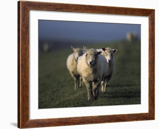 Domestic Sheep, Westerhever, Schleswig-Holstein, Germany-Thorsten Milse-Framed Photographic Print