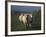 Domestic Sheep, Westerhever, Schleswig-Holstein, Germany-Thorsten Milse-Framed Photographic Print