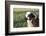 Domestic Sheep-null-Framed Photographic Print