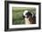 Domestic Sheep-null-Framed Photographic Print