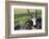 Domestic Sheep-null-Framed Photographic Print