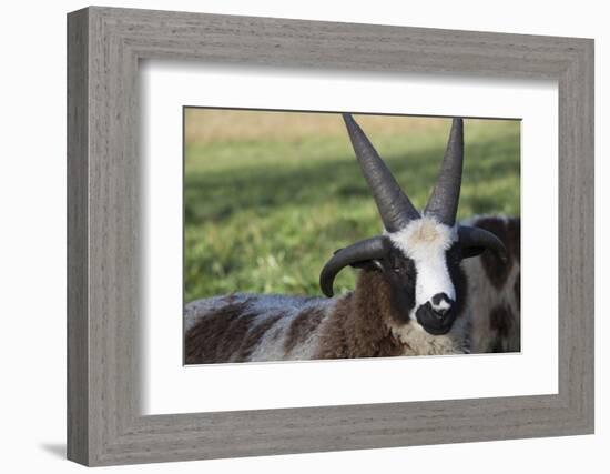 Domestic Sheep-null-Framed Photographic Print