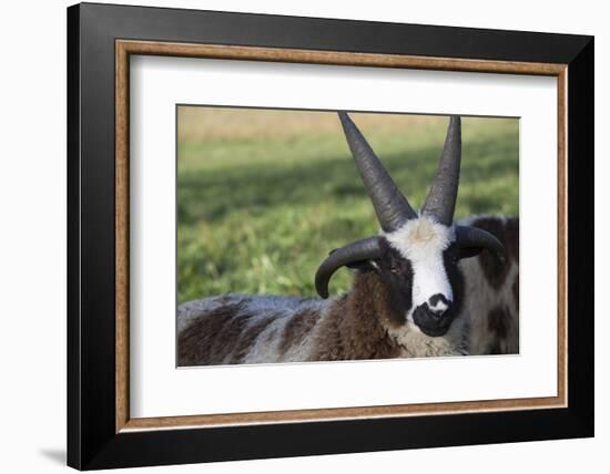 Domestic Sheep-null-Framed Photographic Print