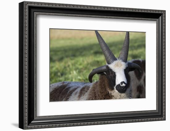 Domestic Sheep-null-Framed Photographic Print