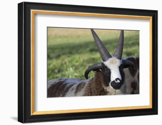 Domestic Sheep-null-Framed Photographic Print