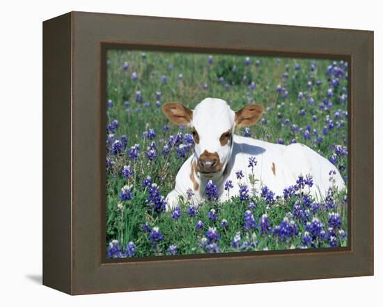 Domestic Texas Longhorn Calf, in Lupin Meadow, Texas, USA-Lynn M. Stone-Framed Premier Image Canvas