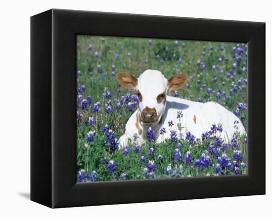 Domestic Texas Longhorn Calf, in Lupin Meadow, Texas, USA-Lynn M. Stone-Framed Premier Image Canvas