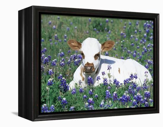 Domestic Texas Longhorn Calf, in Lupin Meadow, Texas, USA-Lynn M. Stone-Framed Premier Image Canvas