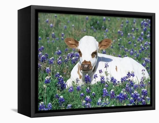 Domestic Texas Longhorn Calf, in Lupin Meadow, Texas, USA-Lynn M. Stone-Framed Premier Image Canvas