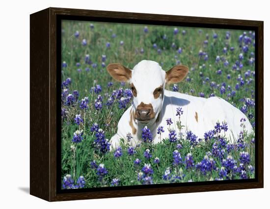 Domestic Texas Longhorn Calf, in Lupin Meadow, Texas, USA-Lynn M. Stone-Framed Premier Image Canvas