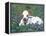 Domestic Texas Longhorn Calf, in Lupin Meadow, Texas, USA-Lynn M. Stone-Framed Premier Image Canvas