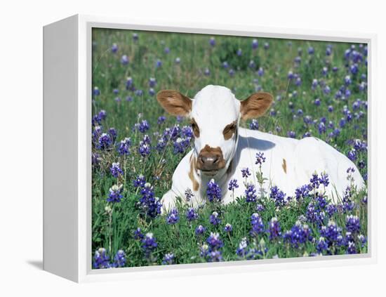 Domestic Texas Longhorn Calf, in Lupin Meadow, Texas, USA-Lynn M. Stone-Framed Premier Image Canvas