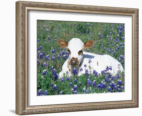 Domestic Texas Longhorn Calf, in Lupin Meadow, Texas, USA-Lynn M. Stone-Framed Photographic Print