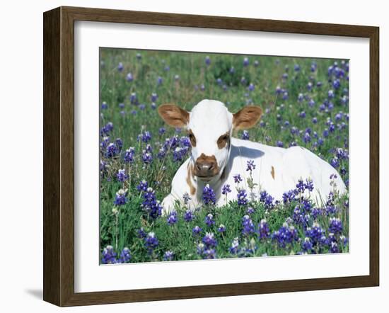 Domestic Texas Longhorn Calf, in Lupin Meadow, Texas, USA-Lynn M. Stone-Framed Photographic Print