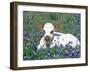 Domestic Texas Longhorn Calf, in Lupin Meadow, Texas, USA-Lynn M. Stone-Framed Photographic Print