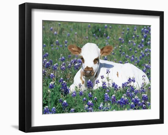 Domestic Texas Longhorn Calf, in Lupin Meadow, Texas, USA-Lynn M. Stone-Framed Photographic Print