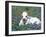 Domestic Texas Longhorn Calf, in Lupin Meadow, Texas, USA-Lynn M. Stone-Framed Photographic Print