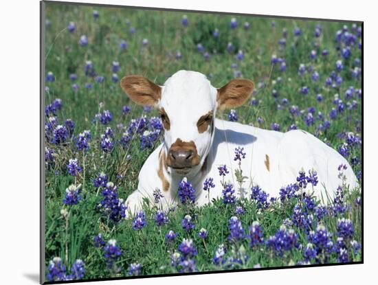 Domestic Texas Longhorn Calf, in Lupin Meadow, Texas, USA-Lynn M. Stone-Mounted Photographic Print