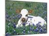 Domestic Texas Longhorn Calf, in Lupin Meadow, Texas, USA-Lynn M. Stone-Mounted Photographic Print
