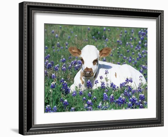 Domestic Texas Longhorn Calf, in Lupin Meadow, Texas, USA-Lynn M. Stone-Framed Photographic Print