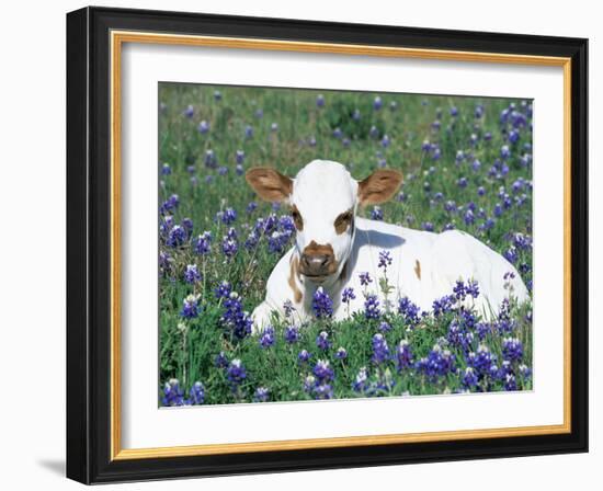 Domestic Texas Longhorn Calf, in Lupin Meadow, Texas, USA-Lynn M. Stone-Framed Photographic Print