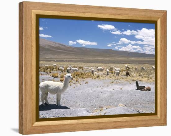 Domesticated Alpacas Grazing on Altiplano, Near Arequipa, Peru, South America-Tony Waltham-Framed Premier Image Canvas