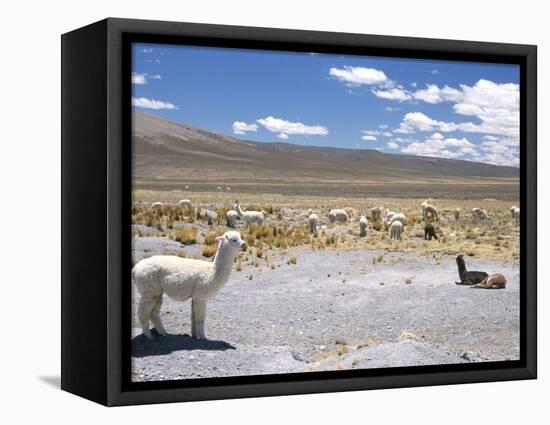 Domesticated Alpacas Grazing on Altiplano, Near Arequipa, Peru, South America-Tony Waltham-Framed Premier Image Canvas