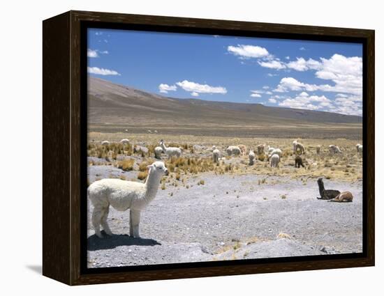 Domesticated Alpacas Grazing on Altiplano, Near Arequipa, Peru, South America-Tony Waltham-Framed Premier Image Canvas