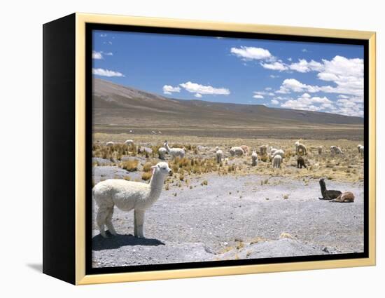 Domesticated Alpacas Grazing on Altiplano, Near Arequipa, Peru, South America-Tony Waltham-Framed Premier Image Canvas