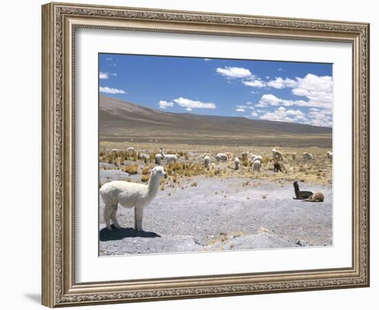 Domesticated Alpacas Grazing on Altiplano, Near Arequipa, Peru, South America-Tony Waltham-Framed Photographic Print