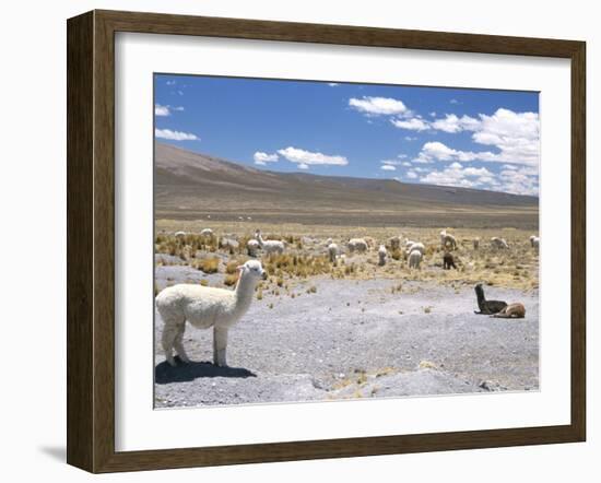 Domesticated Alpacas Grazing on Altiplano, Near Arequipa, Peru, South America-Tony Waltham-Framed Photographic Print