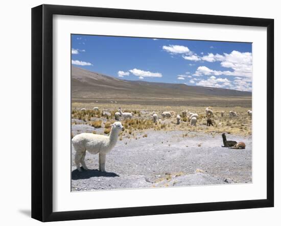 Domesticated Alpacas Grazing on Altiplano, Near Arequipa, Peru, South America-Tony Waltham-Framed Photographic Print