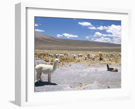 Domesticated Alpacas Grazing on Altiplano, Near Arequipa, Peru, South America-Tony Waltham-Framed Photographic Print