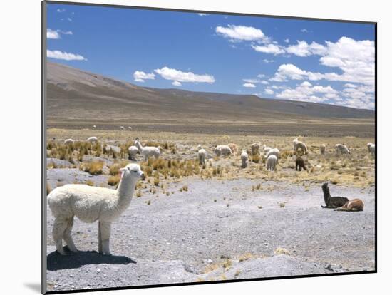 Domesticated Alpacas Grazing on Altiplano, Near Arequipa, Peru, South America-Tony Waltham-Mounted Photographic Print