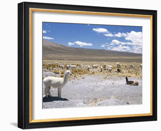 Domesticated Alpacas Grazing on Altiplano, Near Arequipa, Peru, South America-Tony Waltham-Framed Photographic Print