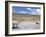 Domesticated Alpacas Grazing on Altiplano, Near Arequipa, Peru, South America-Tony Waltham-Framed Photographic Print