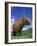 Domesticated Highland Cow, Aberfoyle, Argyll, Scotland, UK-Niall Benvie-Framed Photographic Print