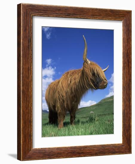 Domesticated Highland Cow, Aberfoyle, Argyll, Scotland, UK-Niall Benvie-Framed Photographic Print