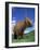 Domesticated Highland Cow, Aberfoyle, Argyll, Scotland, UK-Niall Benvie-Framed Photographic Print