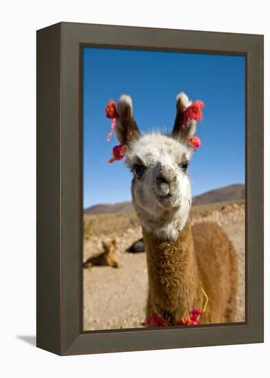 Domesticated Llama, Argentina-null-Framed Premier Image Canvas