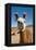 Domesticated Llama, Argentina-null-Framed Premier Image Canvas