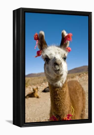 Domesticated Llama, Argentina-null-Framed Premier Image Canvas