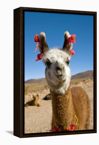 Domesticated Llama, Argentina-null-Framed Premier Image Canvas