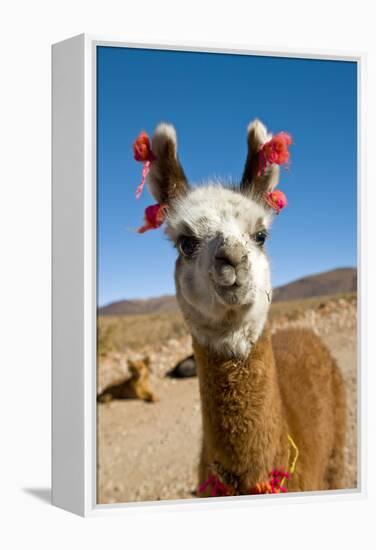 Domesticated Llama, Argentina-null-Framed Premier Image Canvas