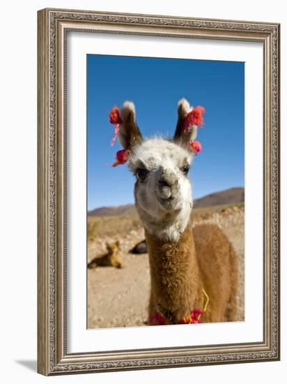 Domesticated Llama, Argentina-null-Framed Photographic Print