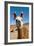 Domesticated Llama, Argentina-null-Framed Photographic Print